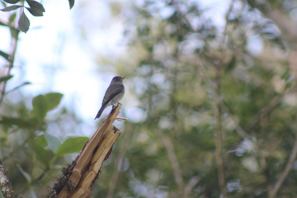 Southern Tropical Pewee - ML638910716
