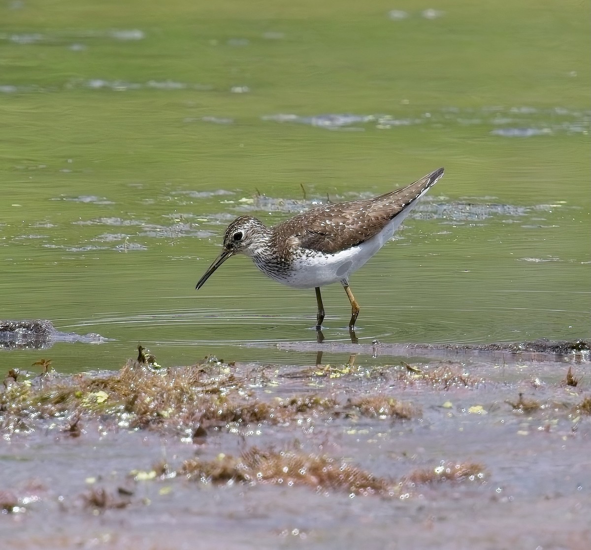 Solitary Sandpiper - ML638910725