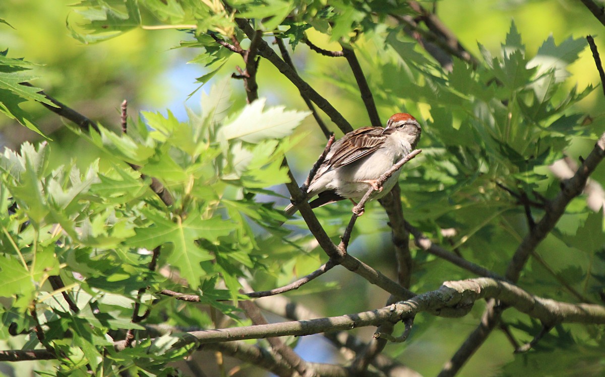 Chipping Sparrow - ML638910726