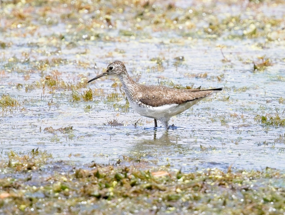 Solitary Sandpiper - ML638910729