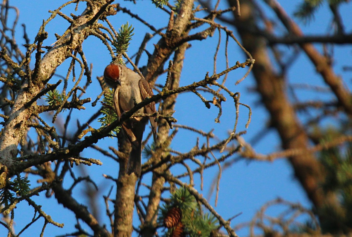 Chipping Sparrow - ML638910739