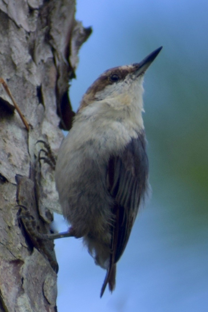 Brown-headed Nuthatch - ML638910758