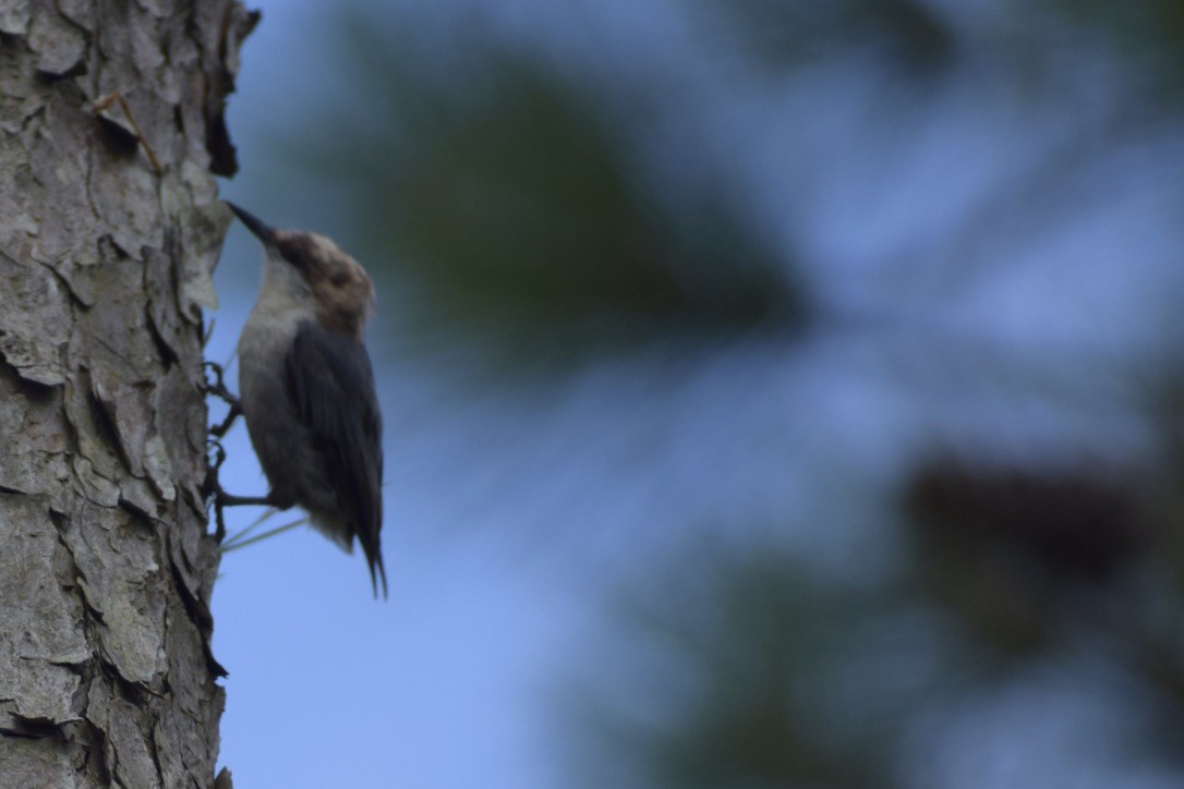 Brown-headed Nuthatch - ML638910759