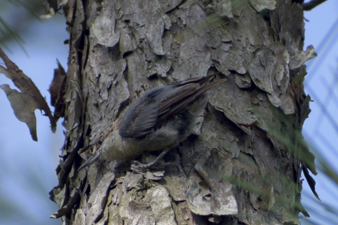 Brown-headed Nuthatch - ML638910762