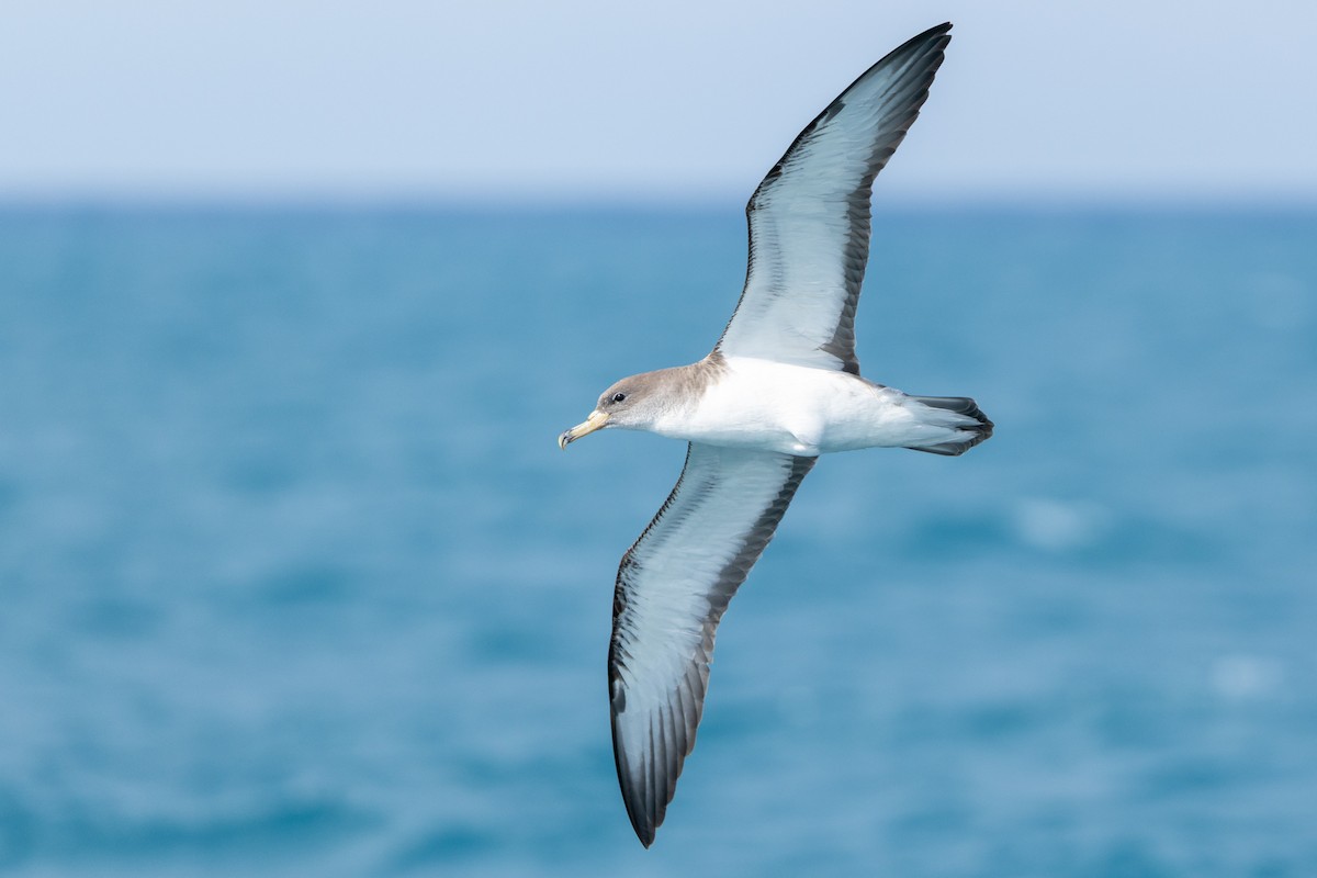 Scopoli's Shearwater - ML638910774