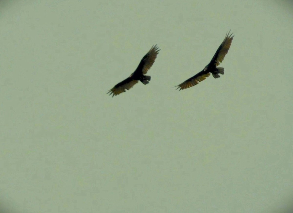 Turkey Vulture - ML638910775