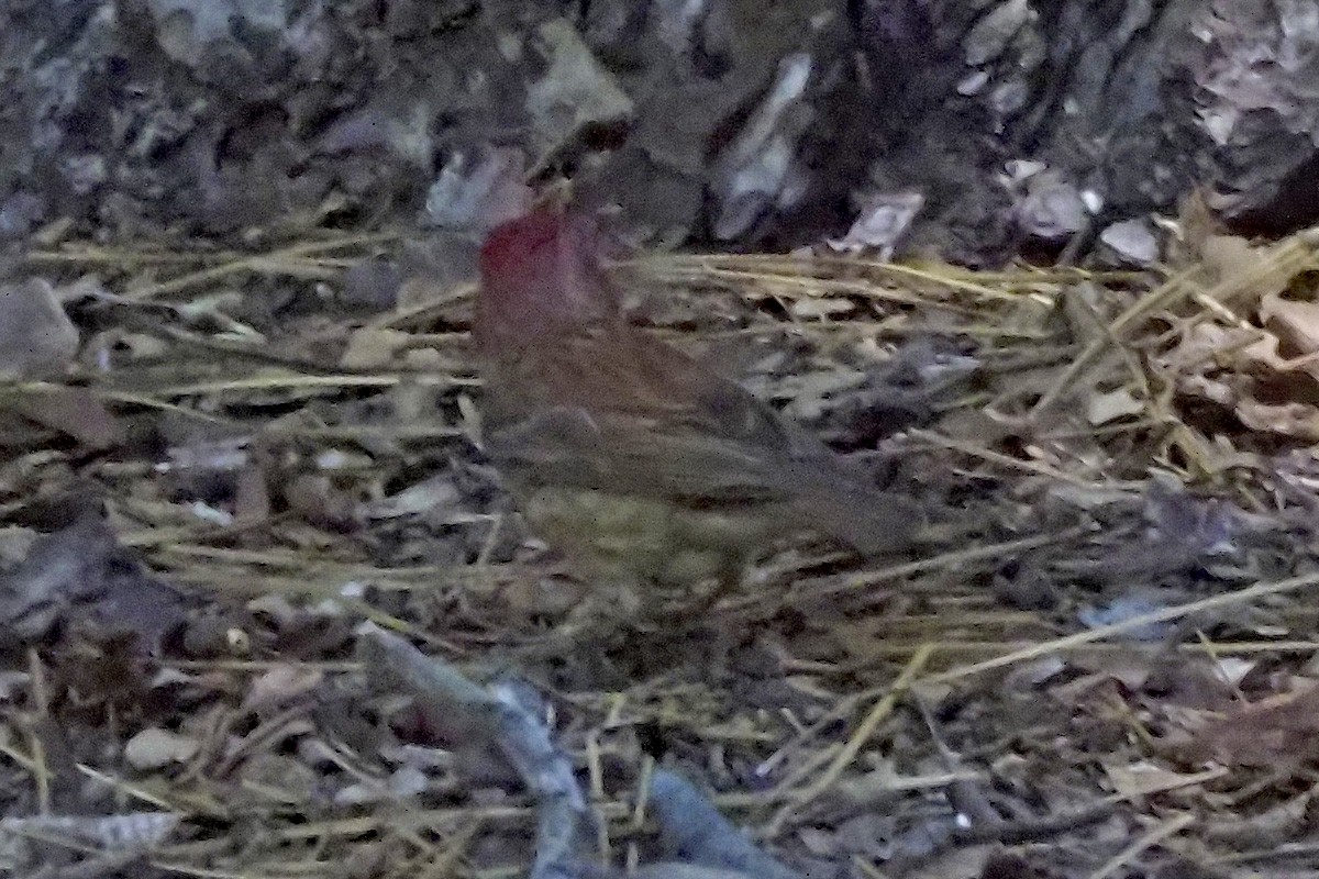 Purple/Cassin's Finch - ML638910781