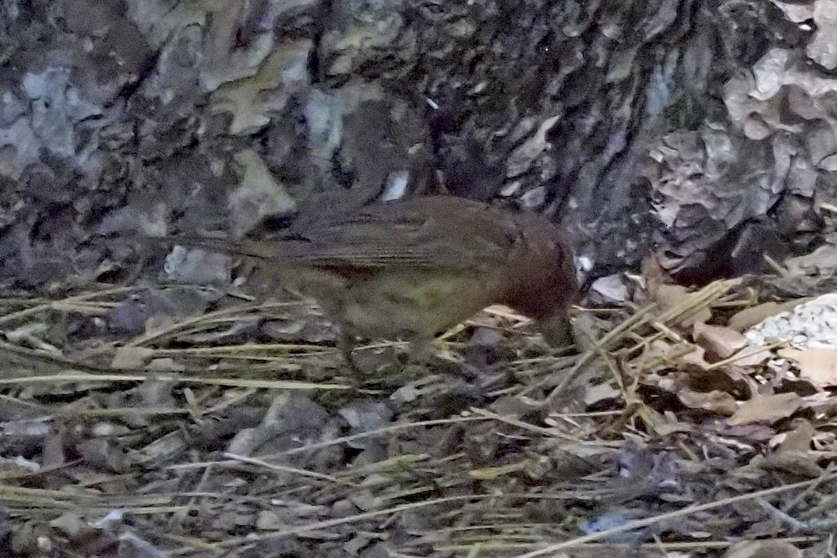 Purple/Cassin's Finch - ML638910788