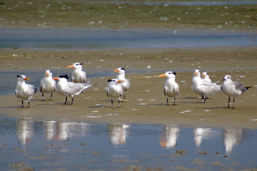 Royal Tern - ML638910798