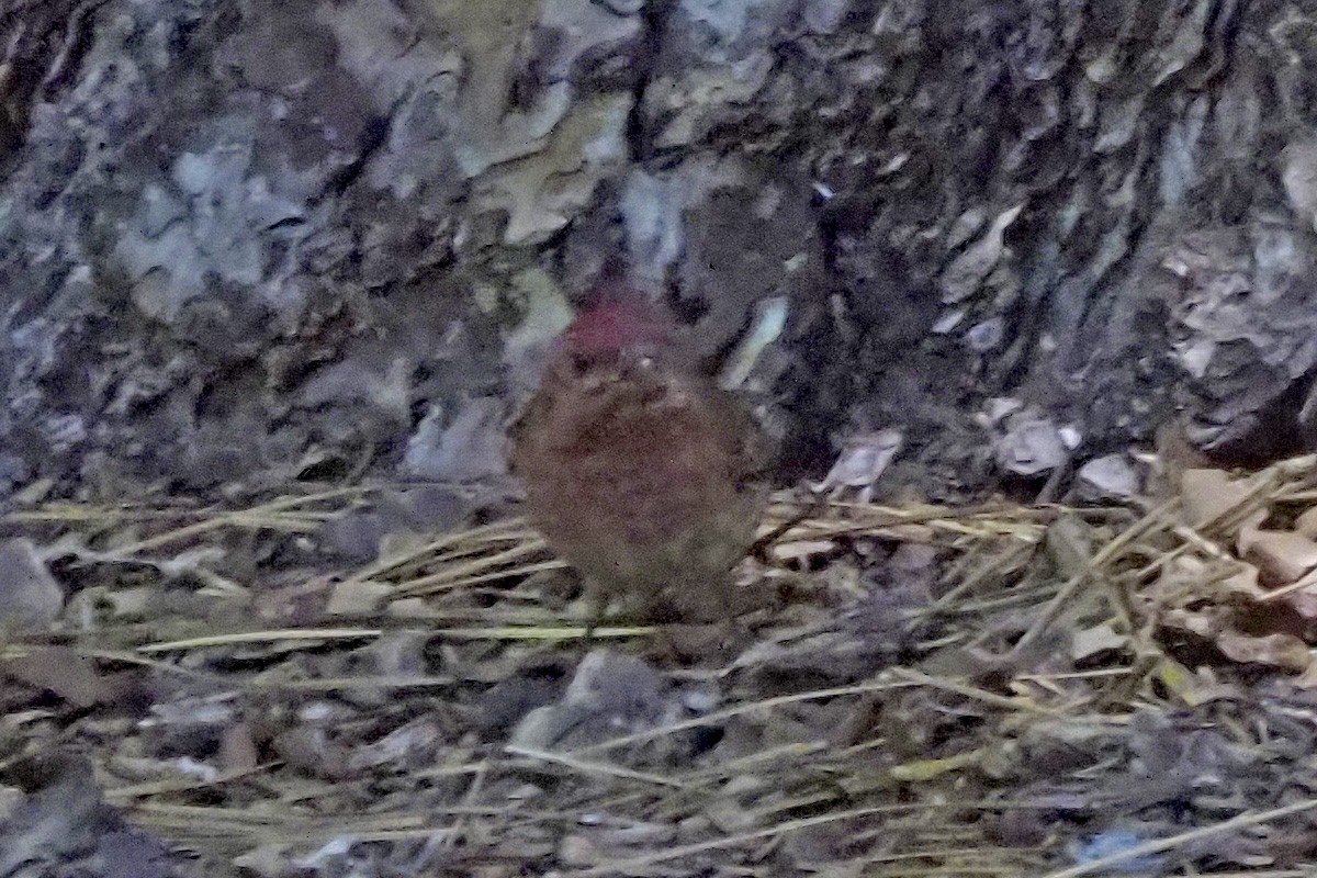 Purple/Cassin's Finch - ML638910806