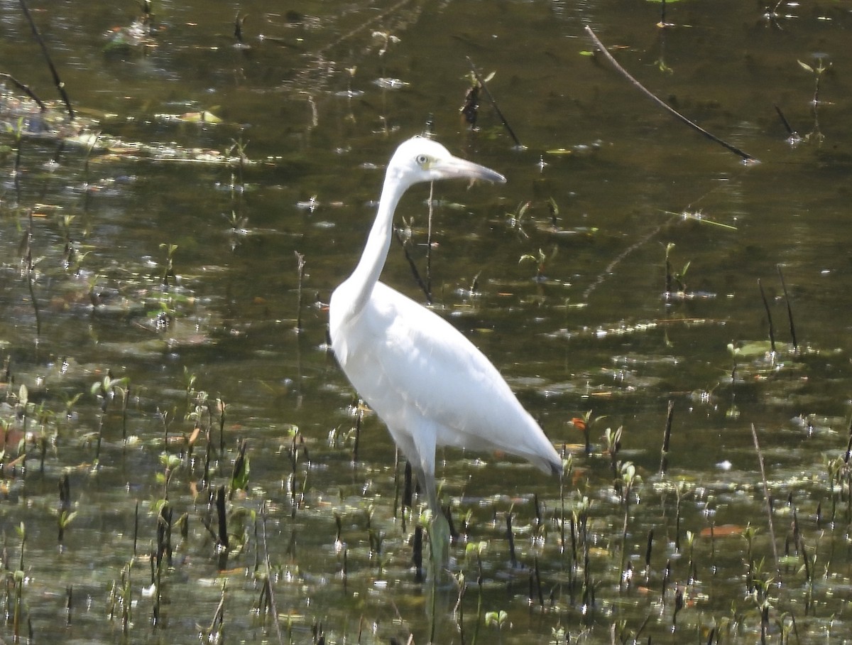 Little Blue Heron - ML638910809