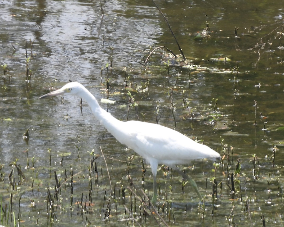 Little Blue Heron - ML638910810