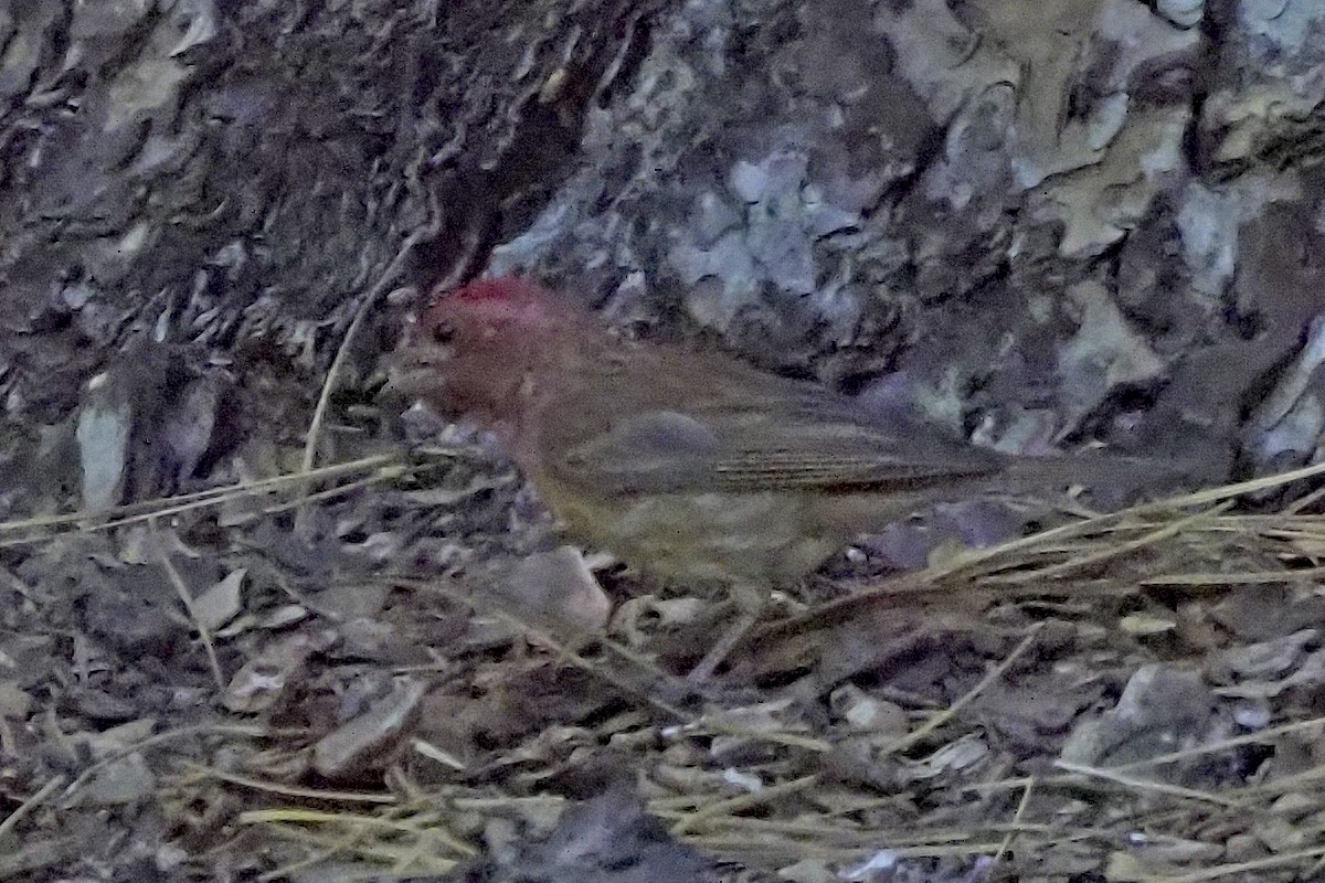 Purple/Cassin's Finch - ML638910813