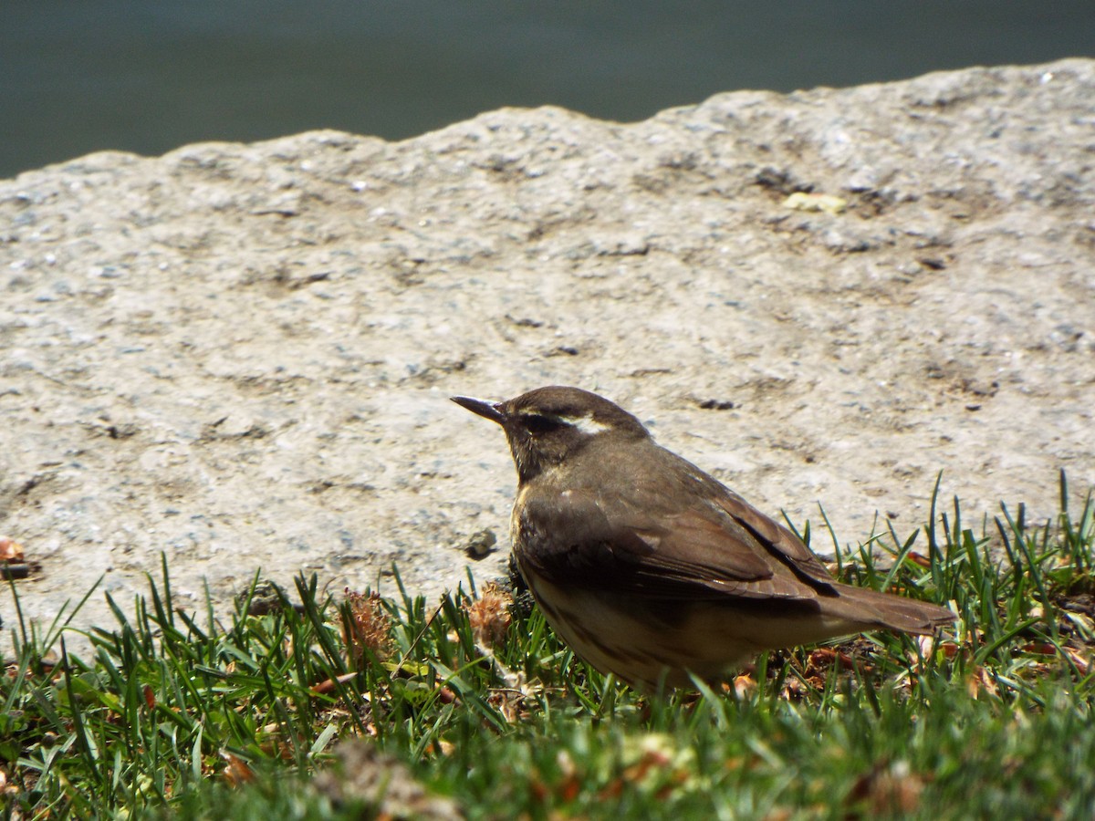 Louisiana Waterthrush - ML638910827