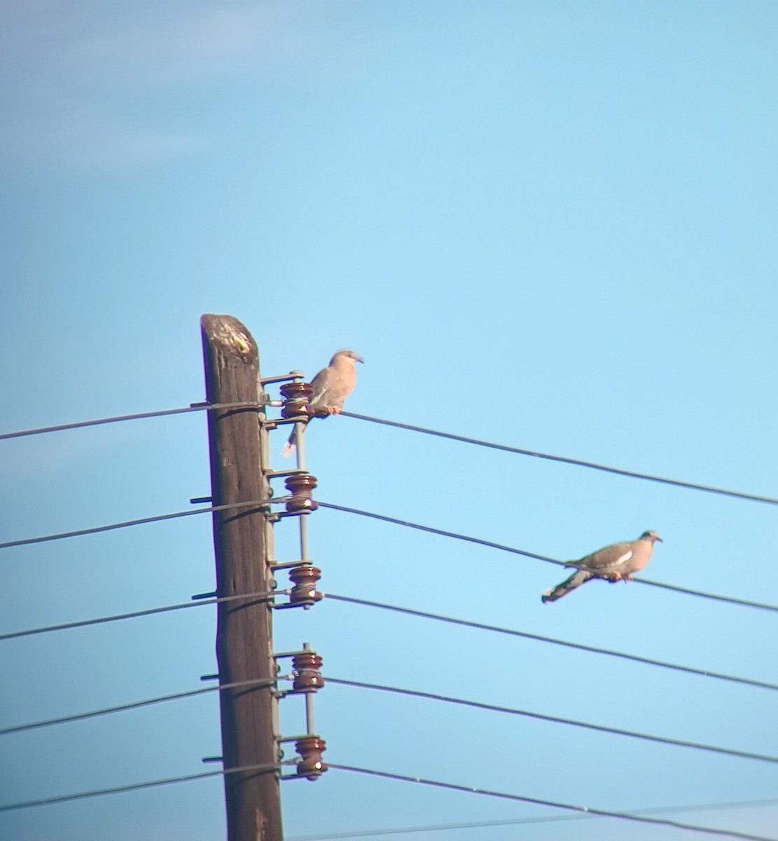 West Peruvian Dove - ML638910841