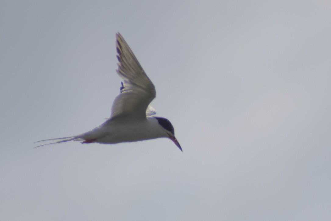 Forster's Tern - ML638910845