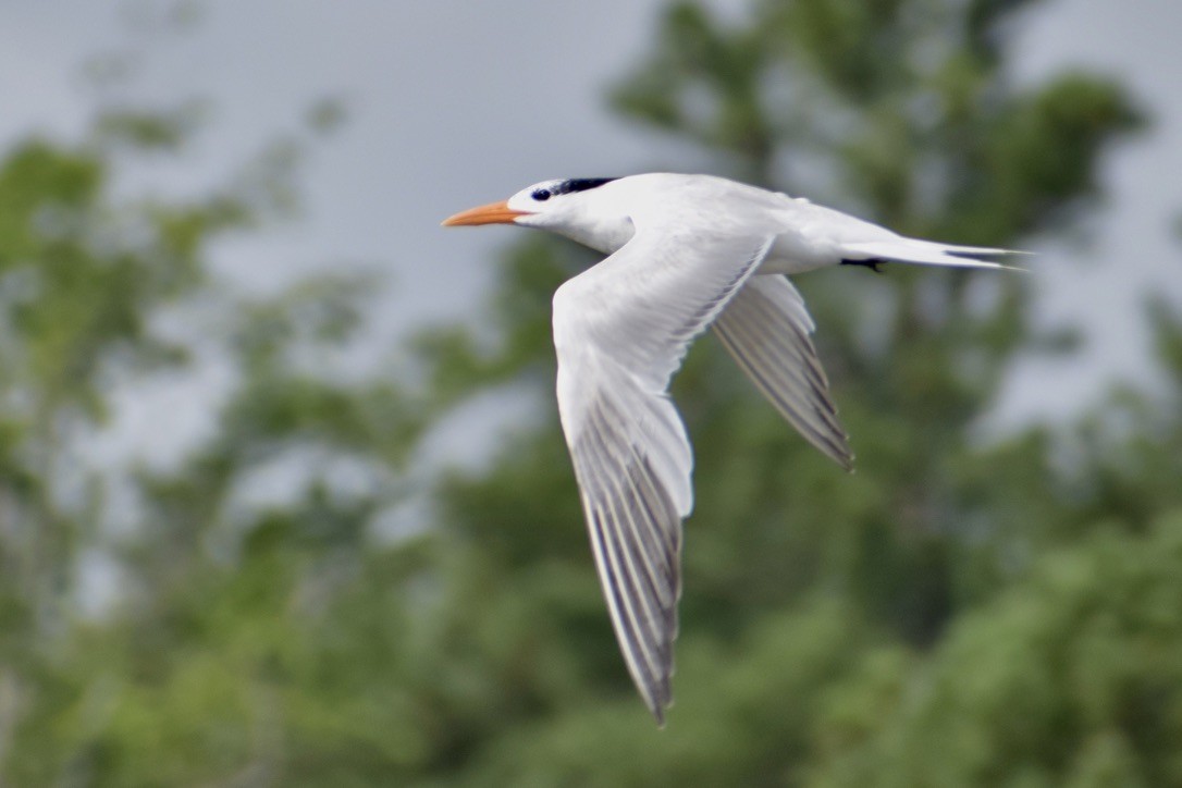 Royal Tern - ML638910847