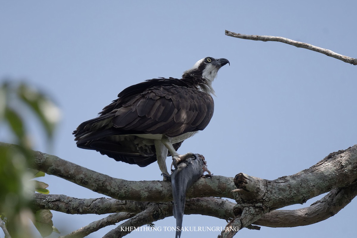 Osprey (American) - ML638910860