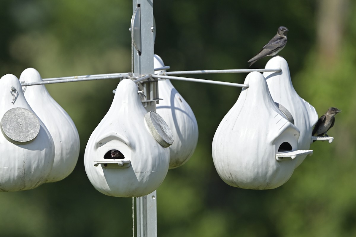 Purple Martin - ML638910868
