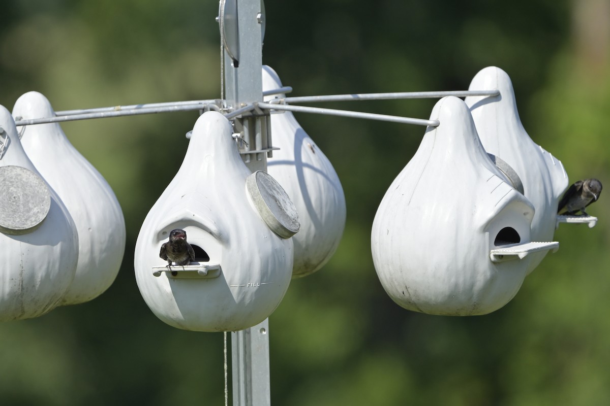 Purple Martin - ML638910869