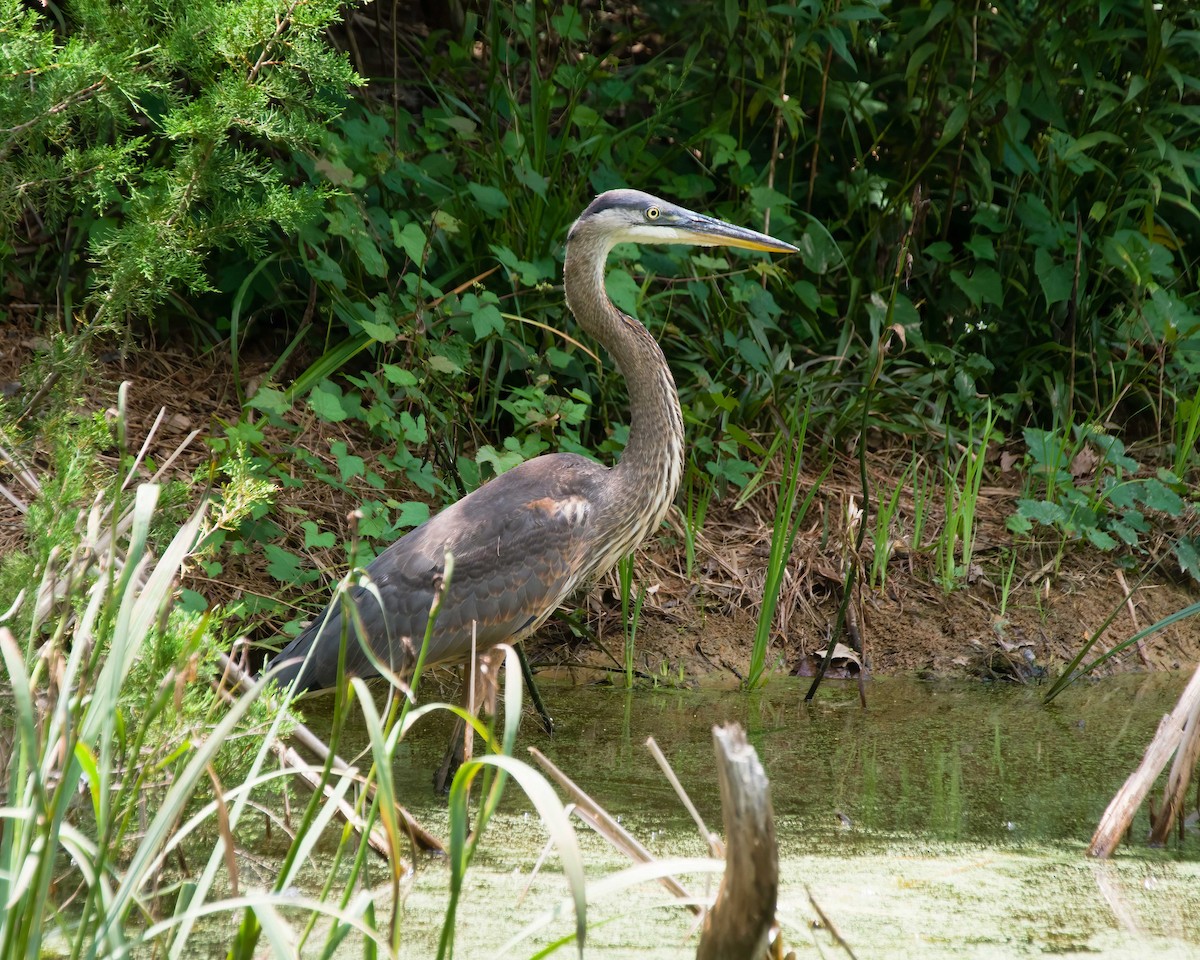 Great Blue Heron - ML638910873