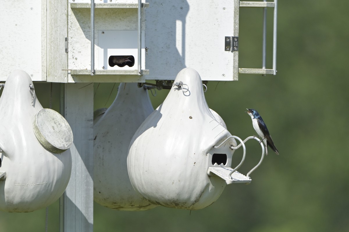 Tree Swallow - ML638910897