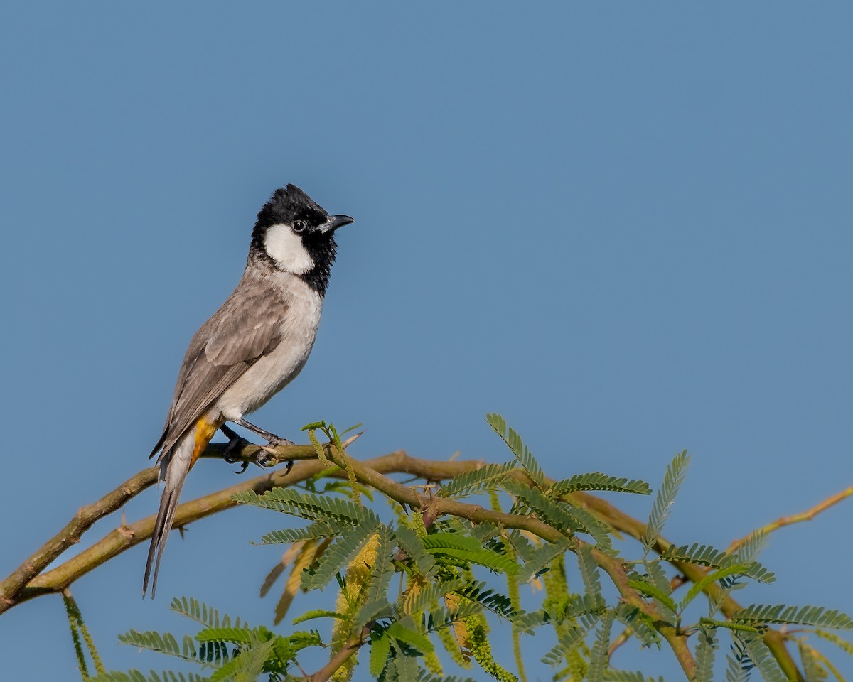 White-eared Bulbul - Tanmoy Mitra