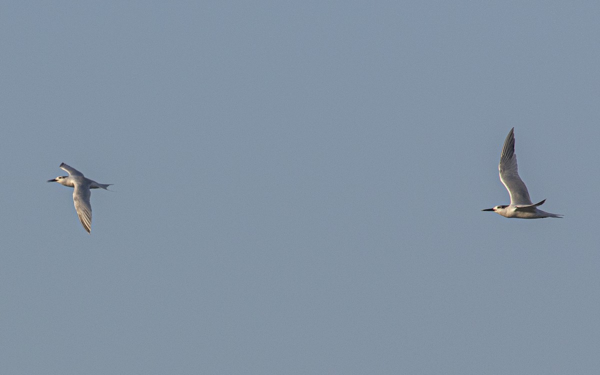 splitterne - ML638910933