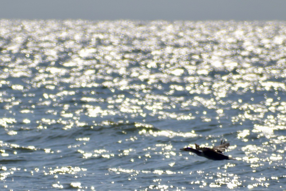 Double-crested Cormorant - ML638910936