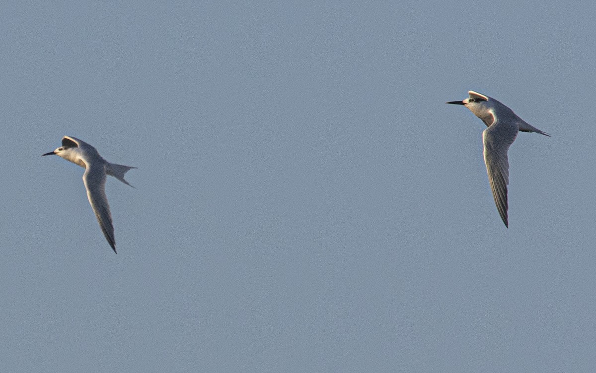 splitterne - ML638910939
