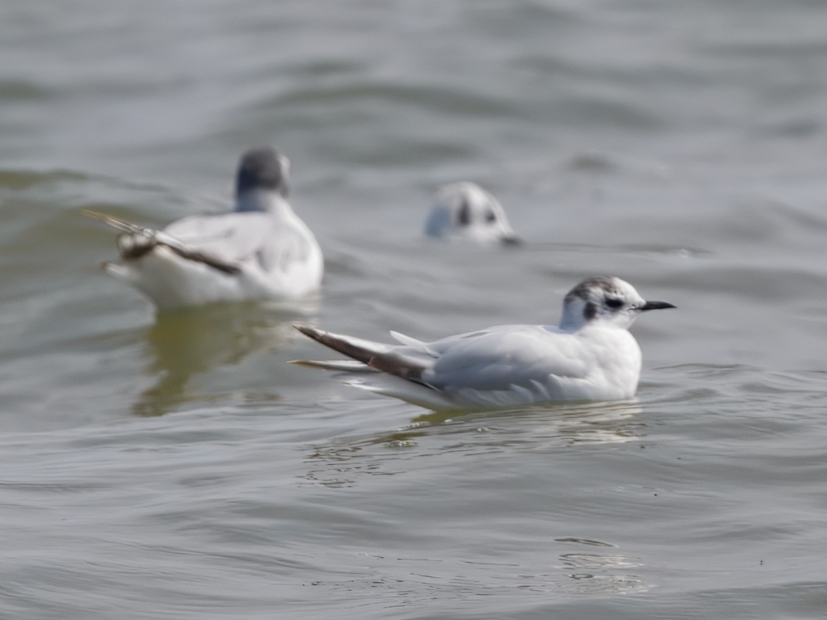 Little Gull - ML638910952