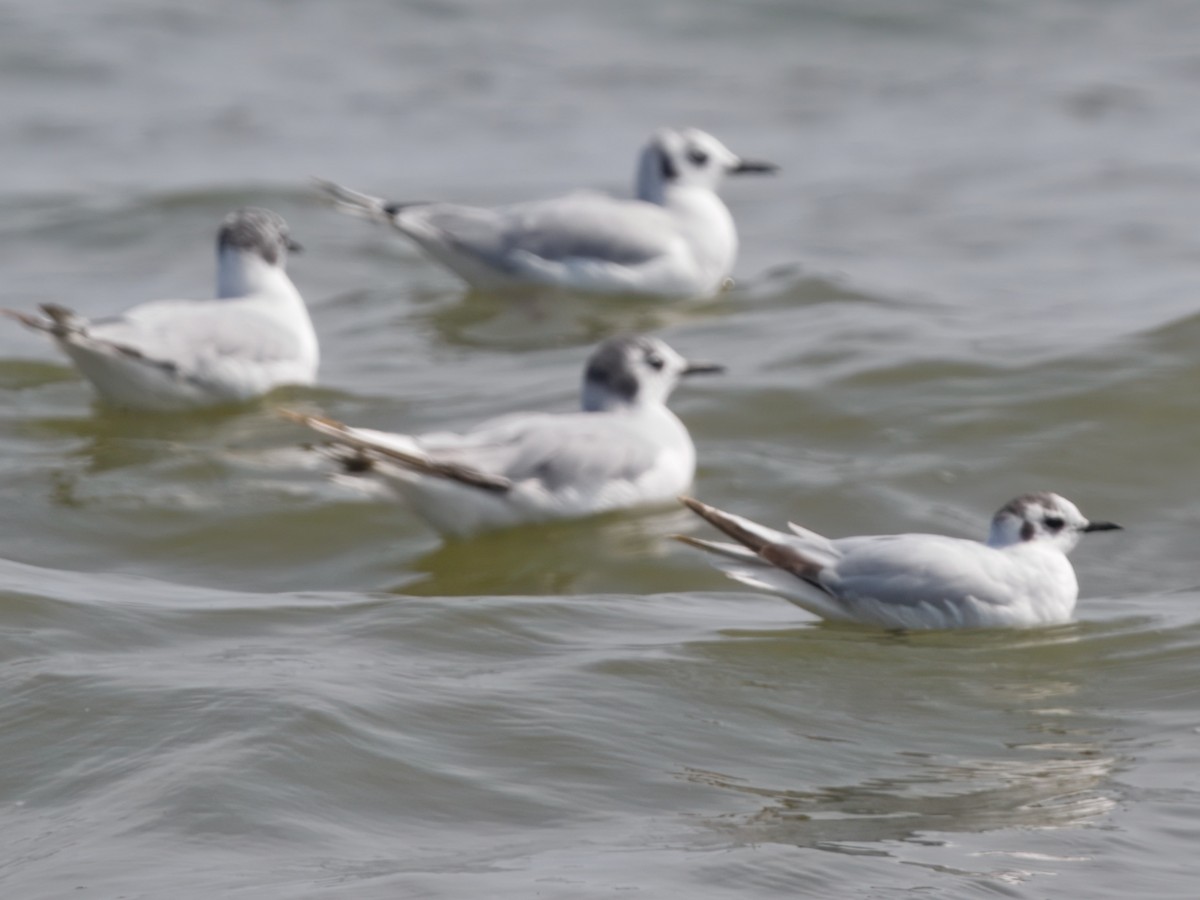 Little Gull - ML638910953