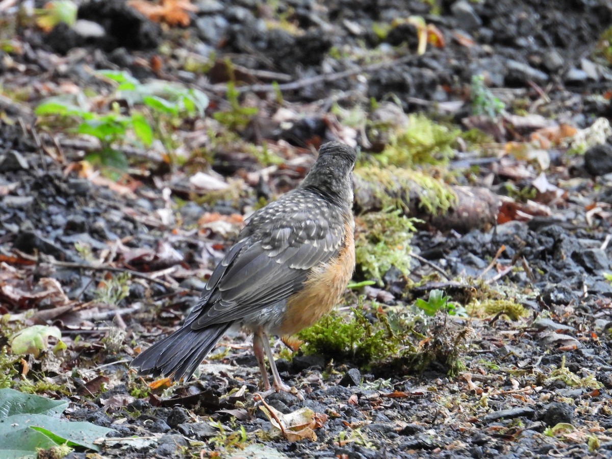 American Robin - ML638910974