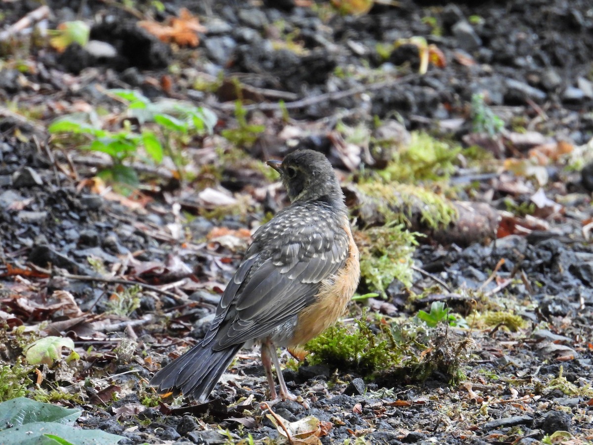 American Robin - ML638910975