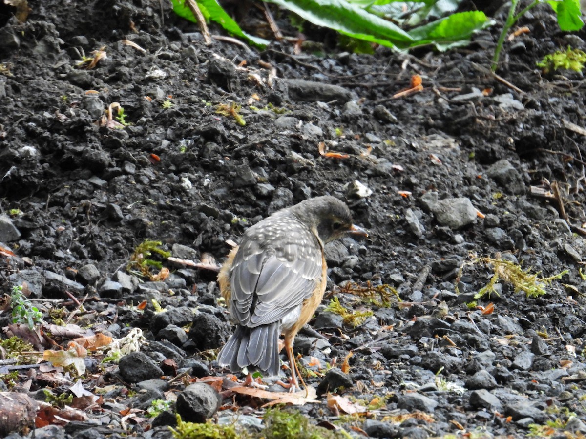 American Robin - ML638910976