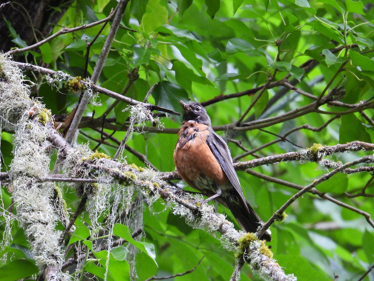 American Robin - ML638910977