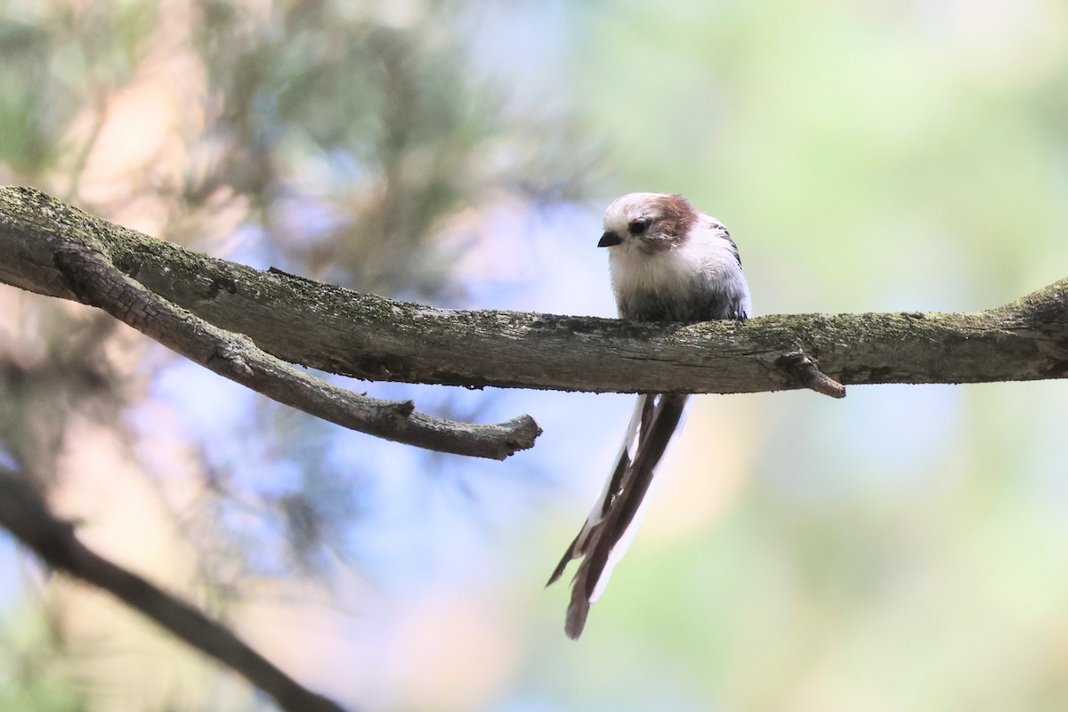 Long-tailed Tit - ML638910988