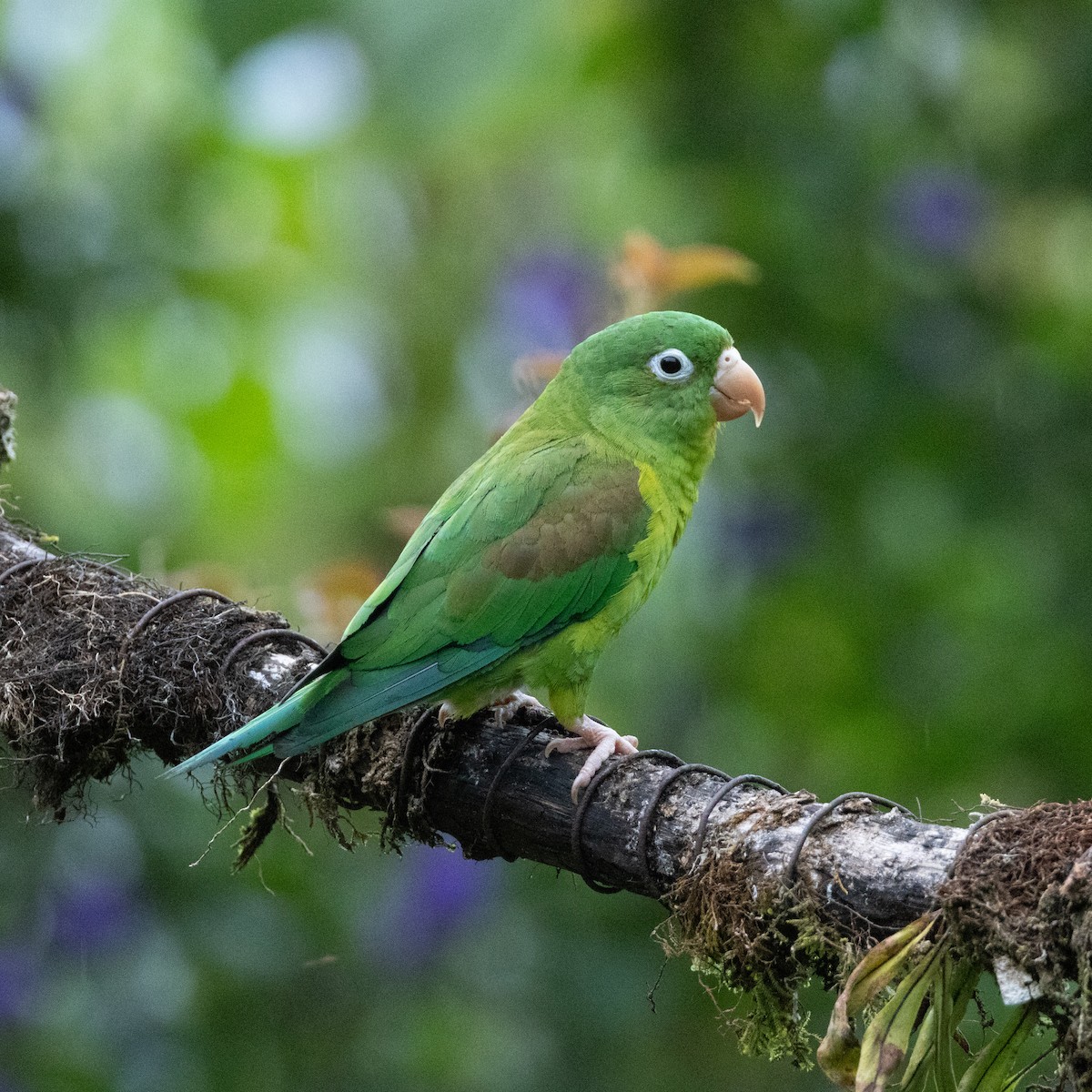 Orange-chinned Parakeet - ML638910990