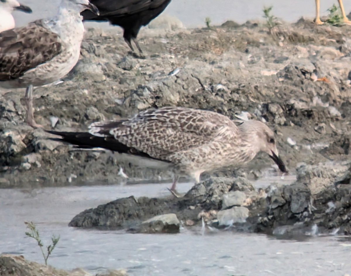 Yellow-legged Gull - ML638910992