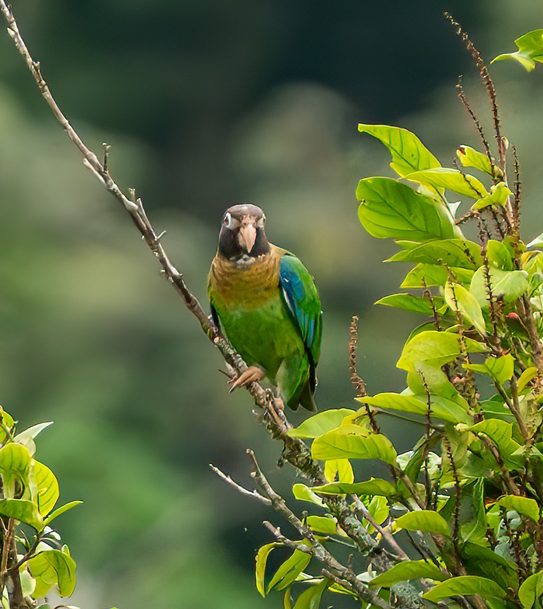 Brown-hooded Parrot - ML638910993