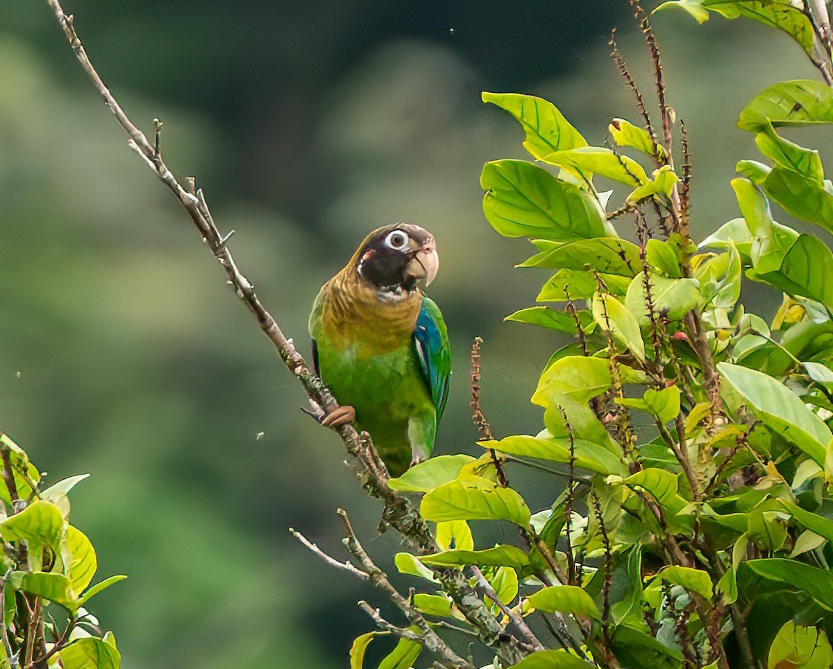 Brown-hooded Parrot - ML638910994
