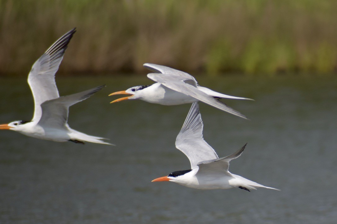 Royal Tern - ML638910995