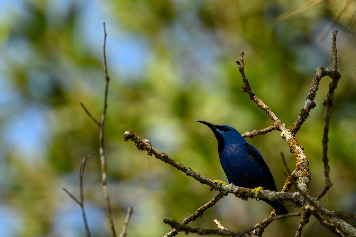 Shining Honeycreeper - ML638910996