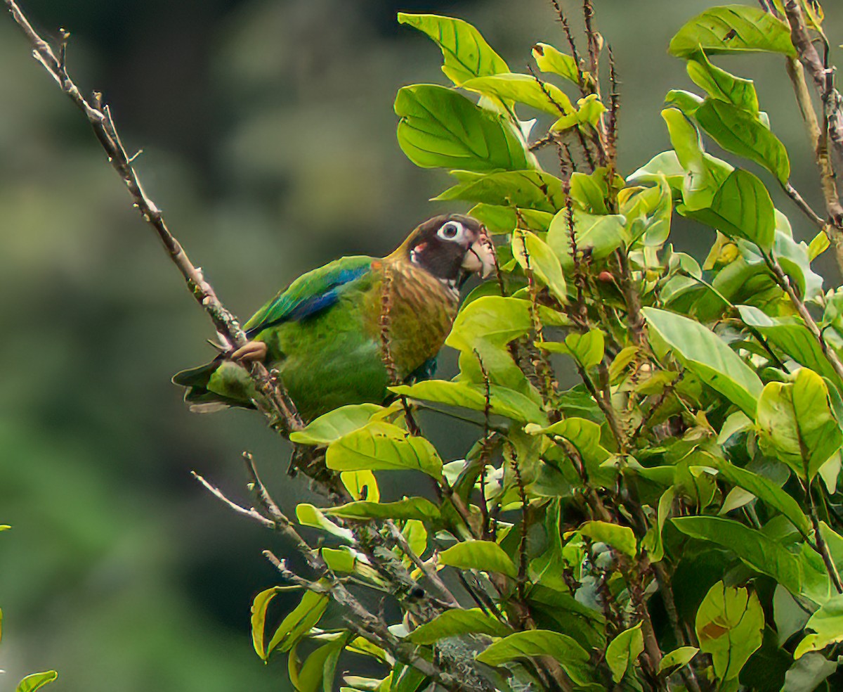 Brown-hooded Parrot - ML638910997