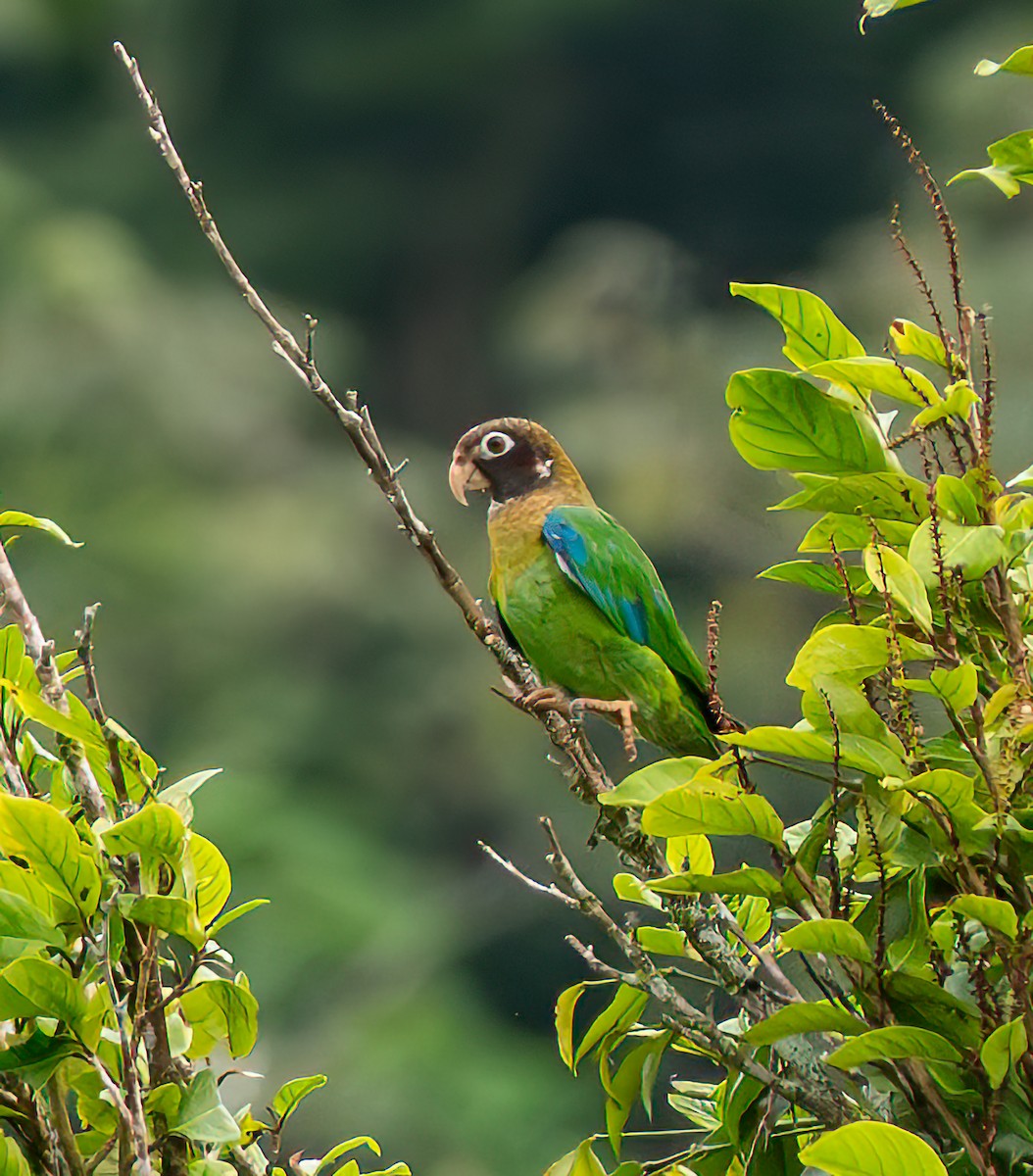 Brown-hooded Parrot - ML638910998