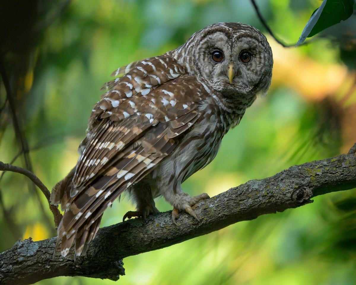 Barred Owl - ML638910999