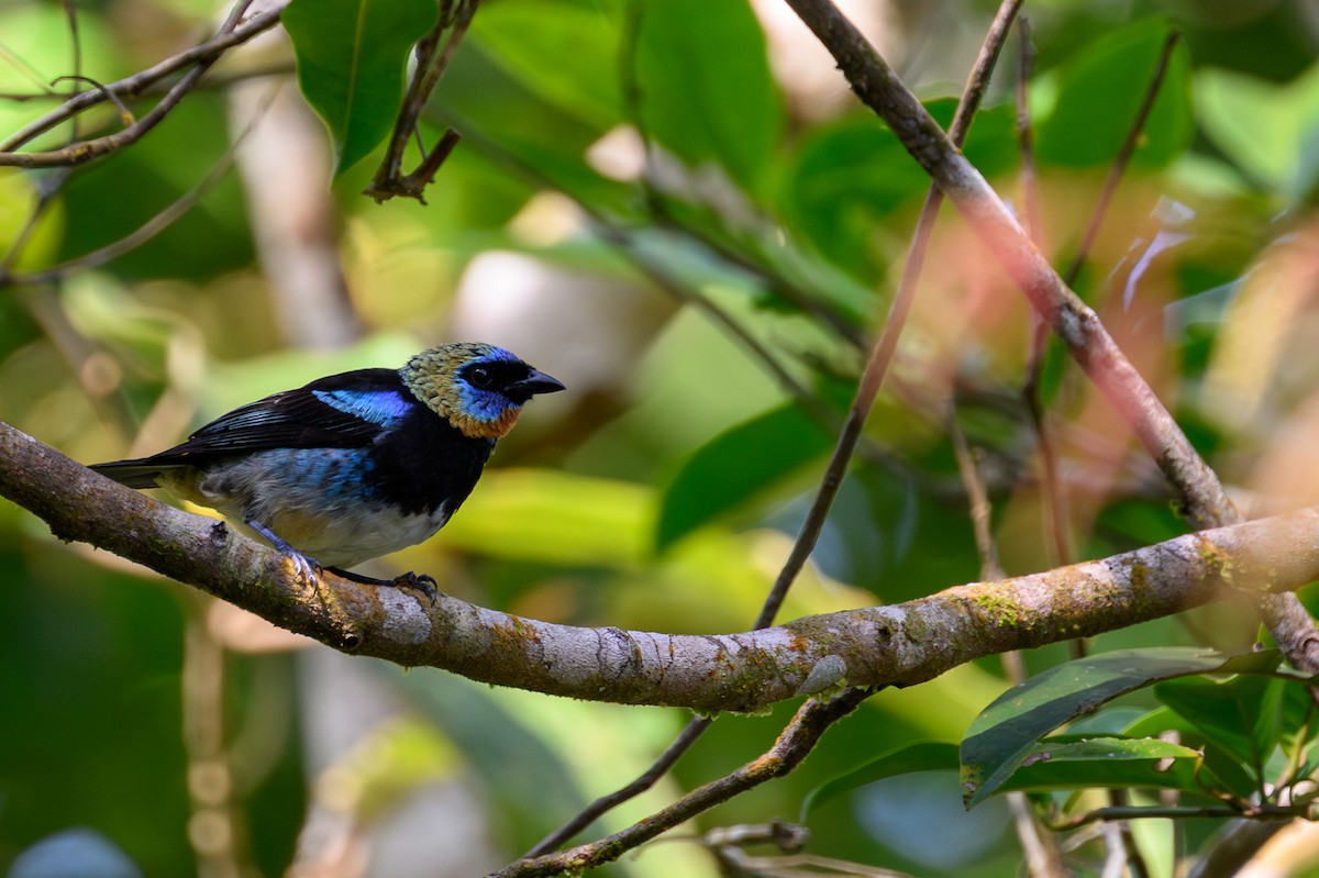 Golden-hooded Tanager - ML638911001