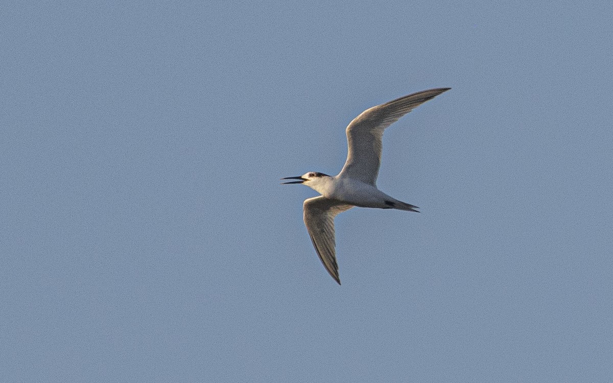 Sandwich Tern - ML638911004