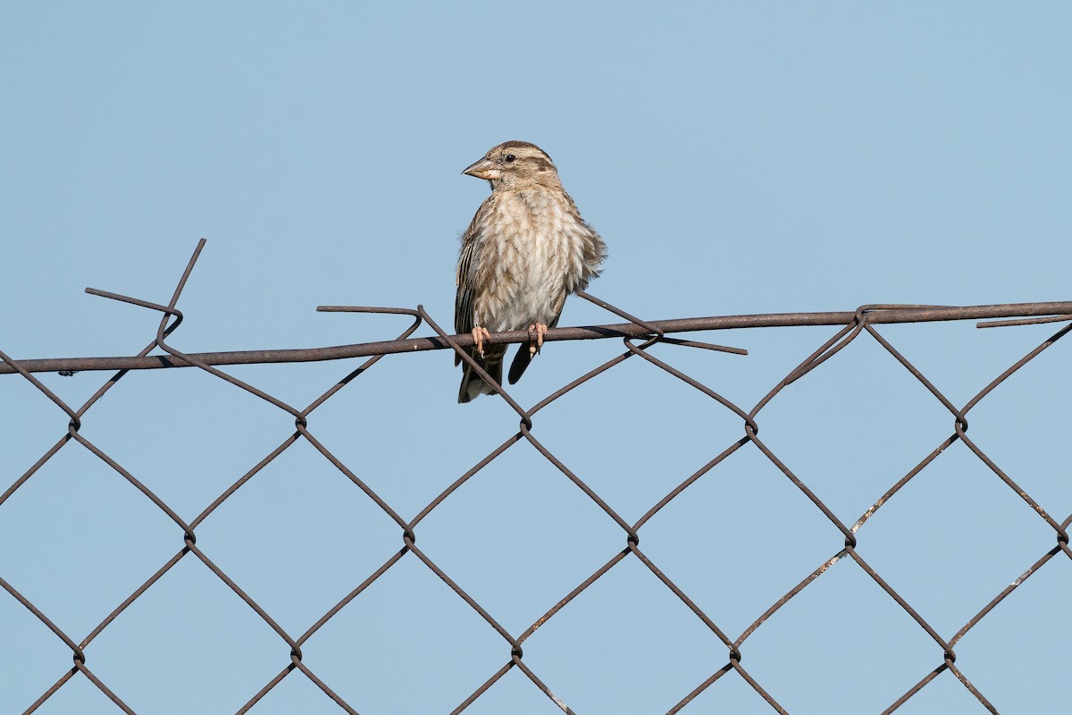 Rock Sparrow - ML638911008