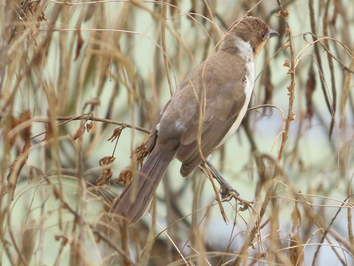 Masked Cardinal - ML638911013